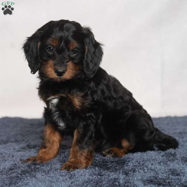 Marissa, Cavapoo Puppy